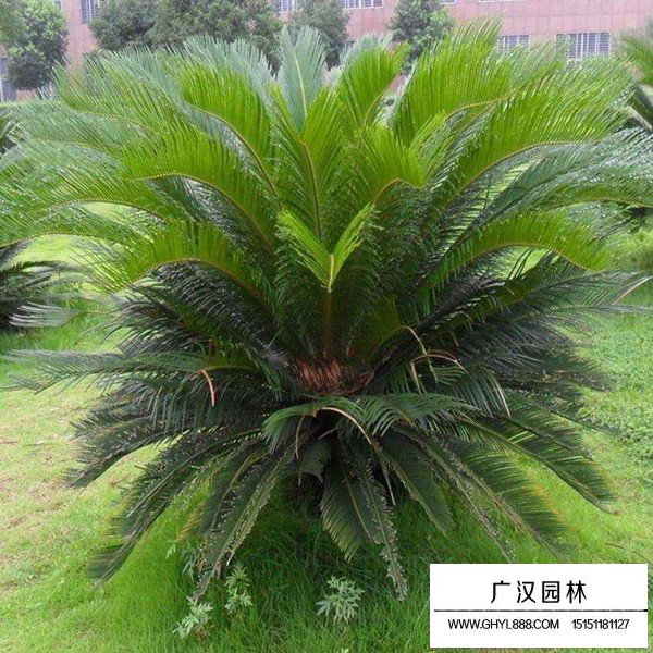 蘇鐵