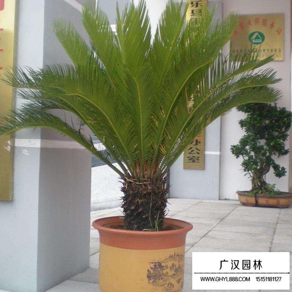 蘇鐵