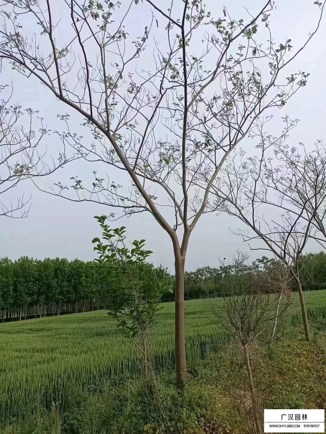 合歡樹