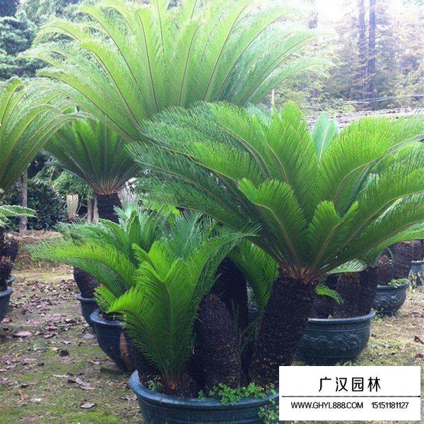 蘇鐵