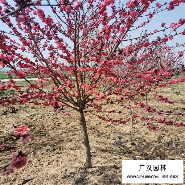 紅葉碧桃