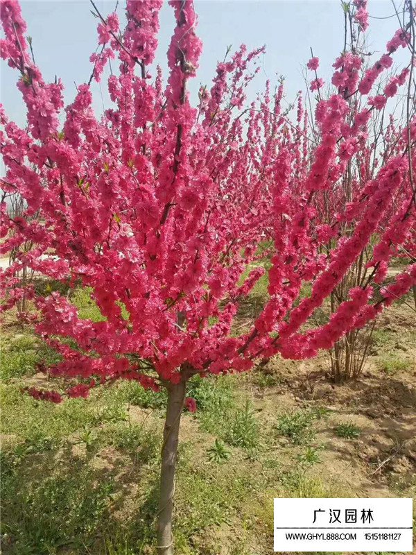 紅葉碧桃