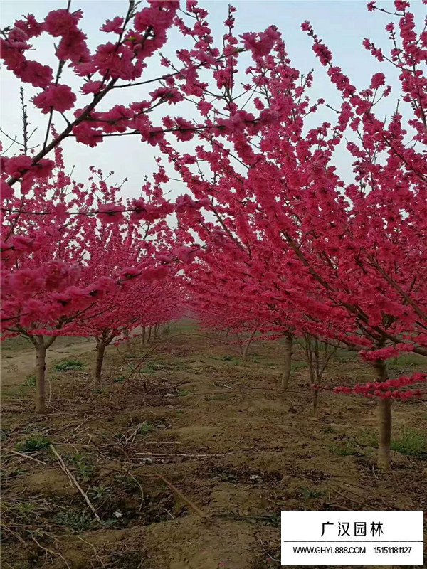 紅葉碧桃