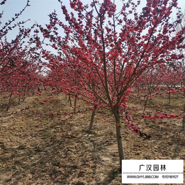 紅葉碧桃