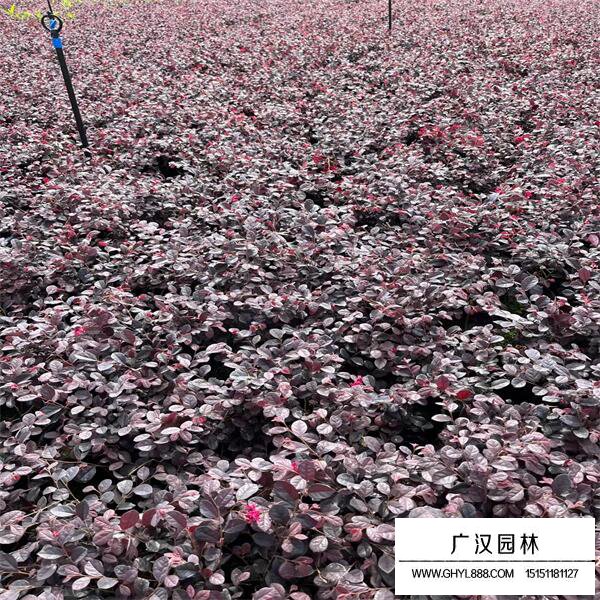 紅花繼木