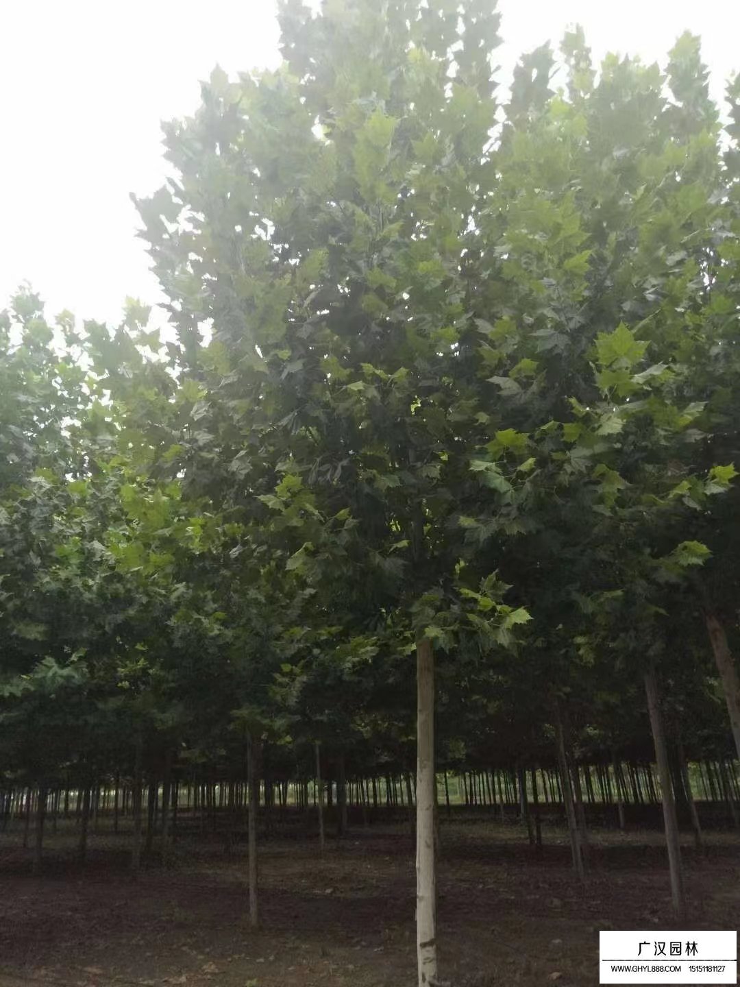 法桐樹