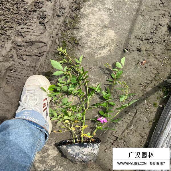 豐花月季