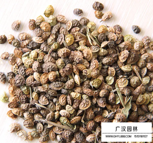 紅豆草種子