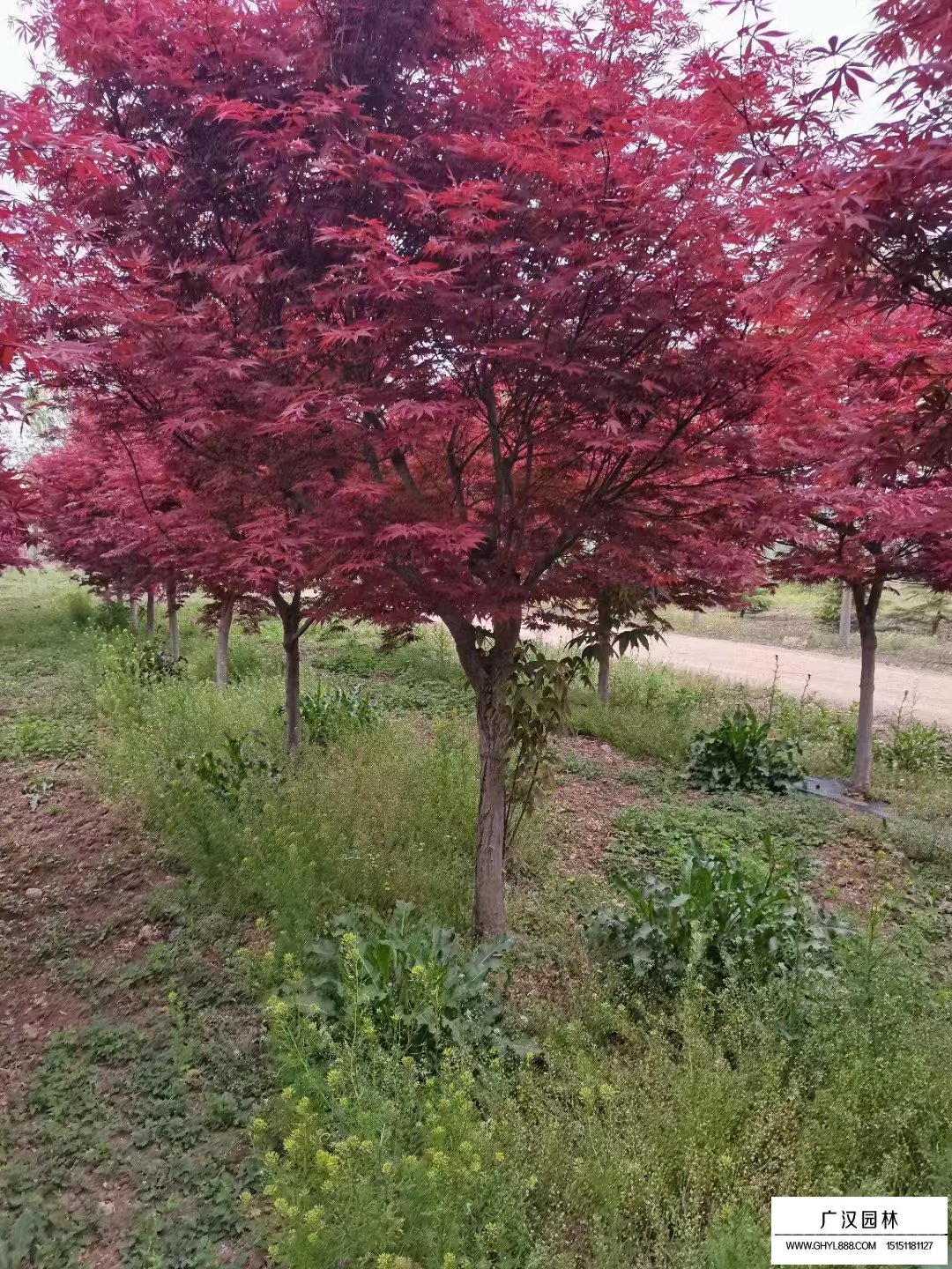 紅楓