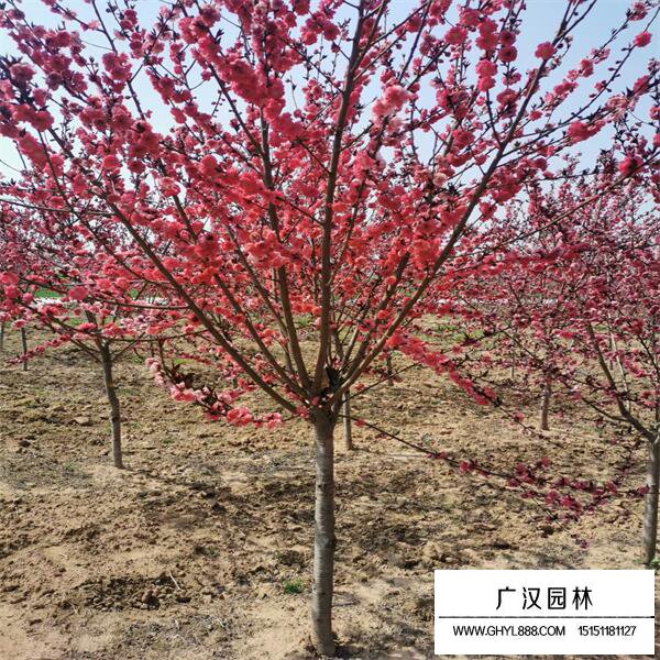 紅葉碧桃