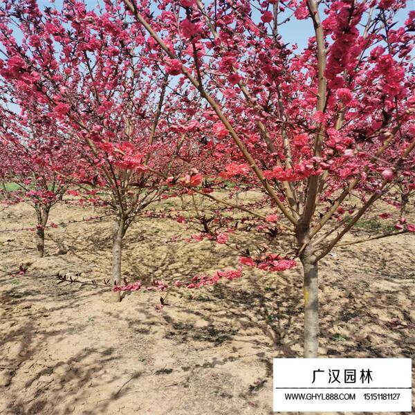 紅葉碧桃