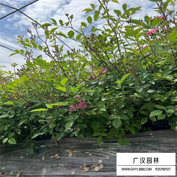 豐花月季