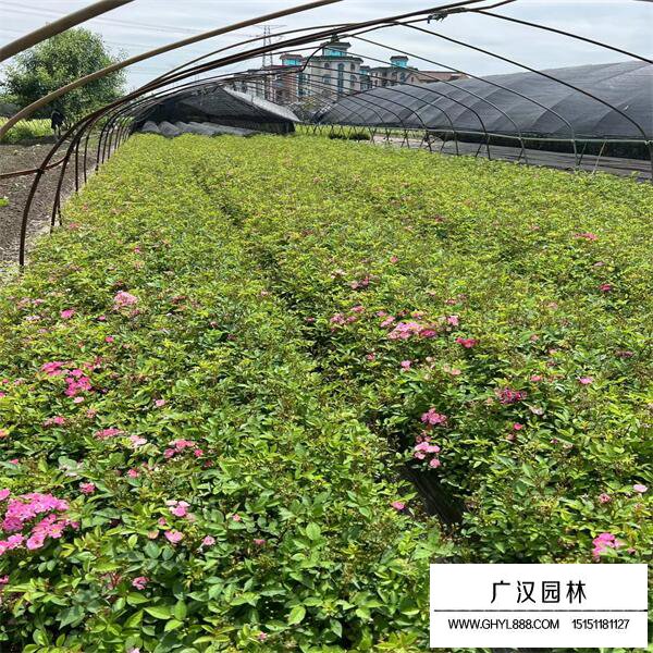 豐花月季