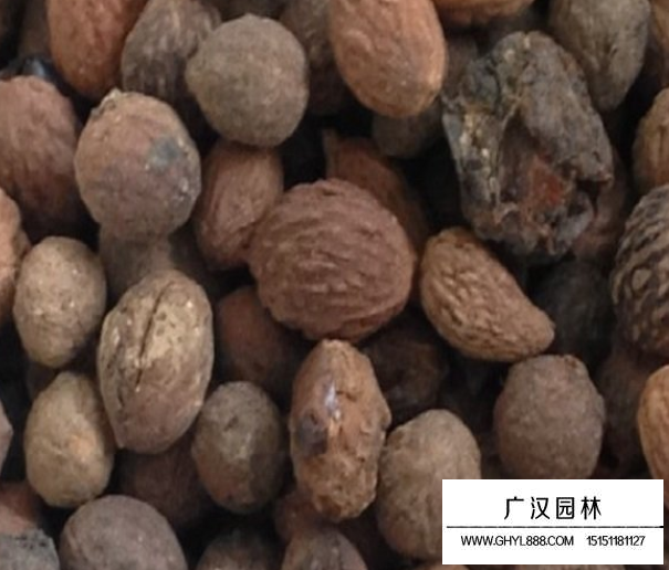 酸棗樹種子