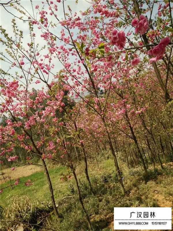 冬櫻花