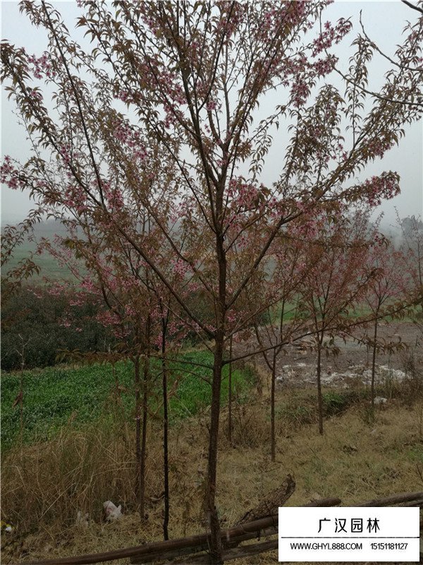 冬櫻花