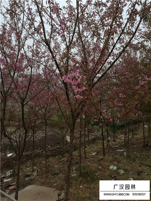 冬櫻花