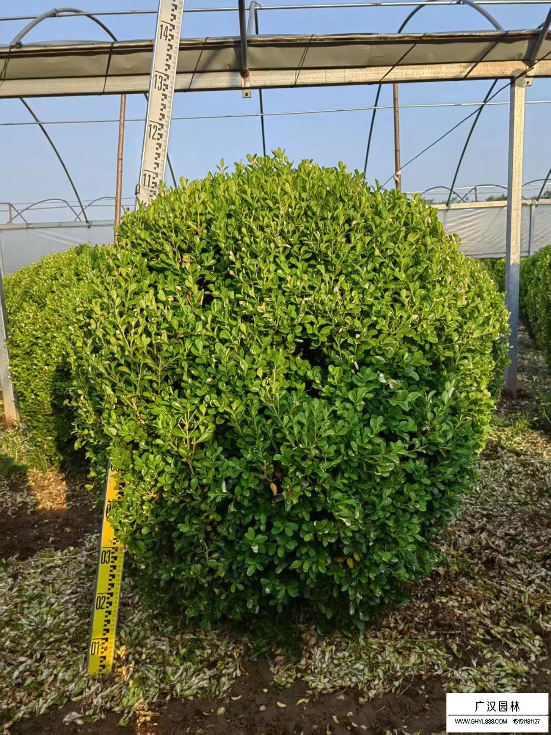 豆瓣黃楊球