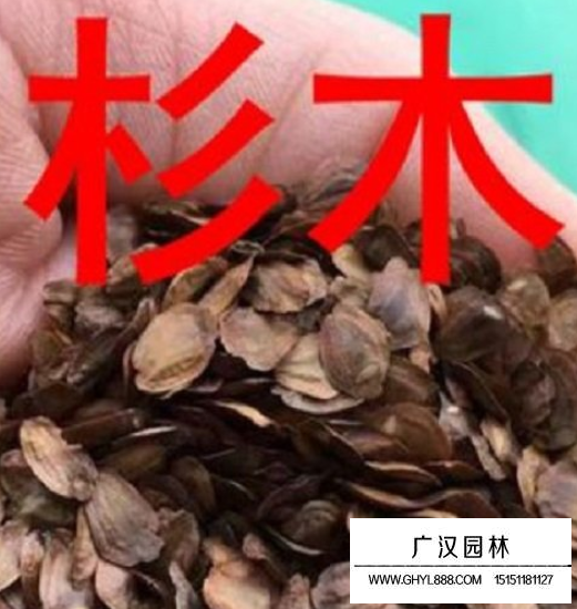 杉木種子