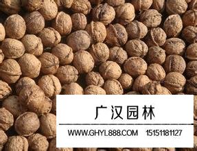 桃核種子