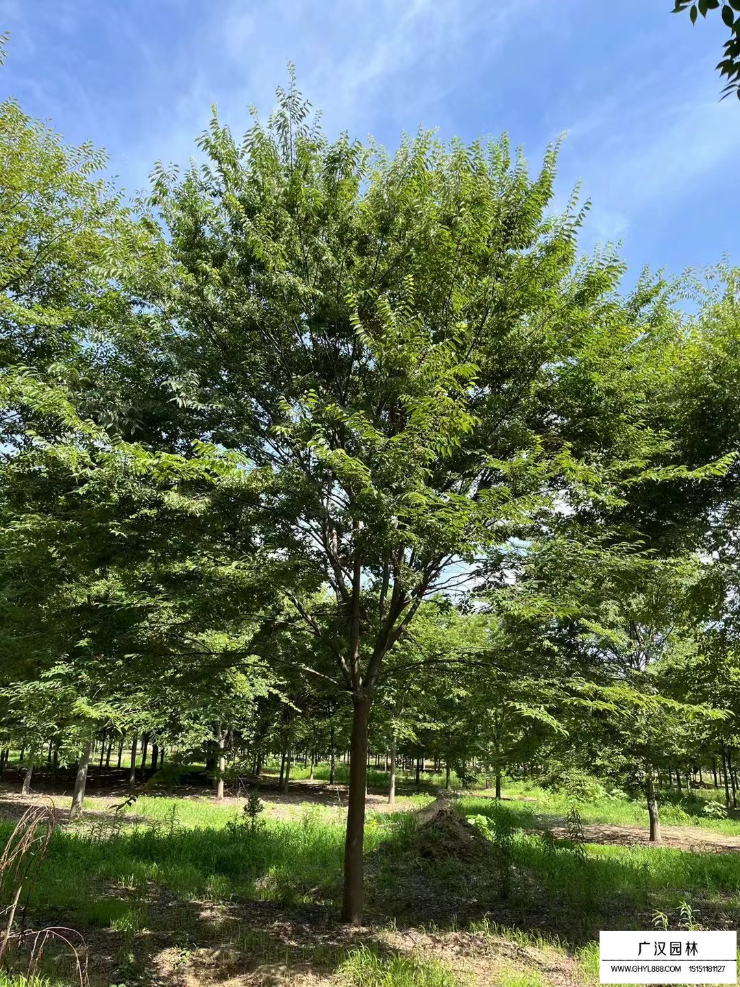 櫸樹