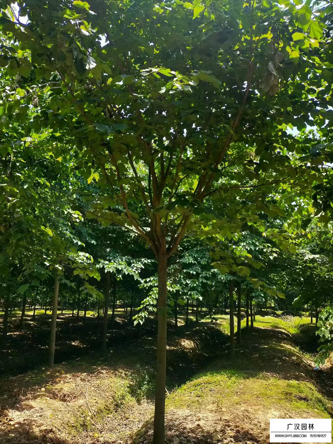 巨紫荊