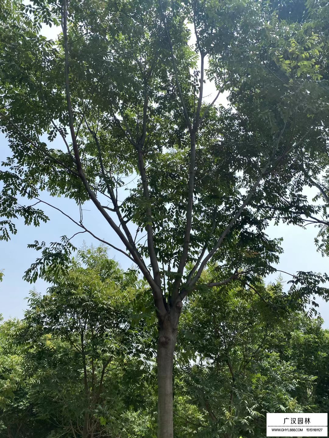 欒樹