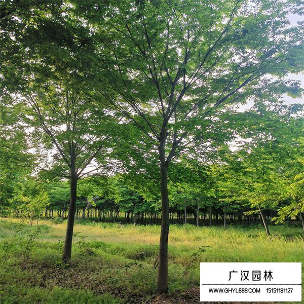 紅櫸樹