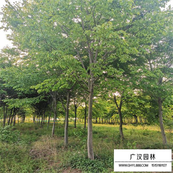 紅櫸樹