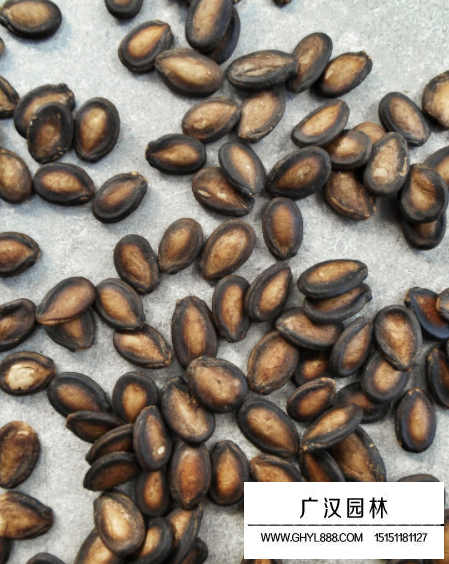 西瓜種子