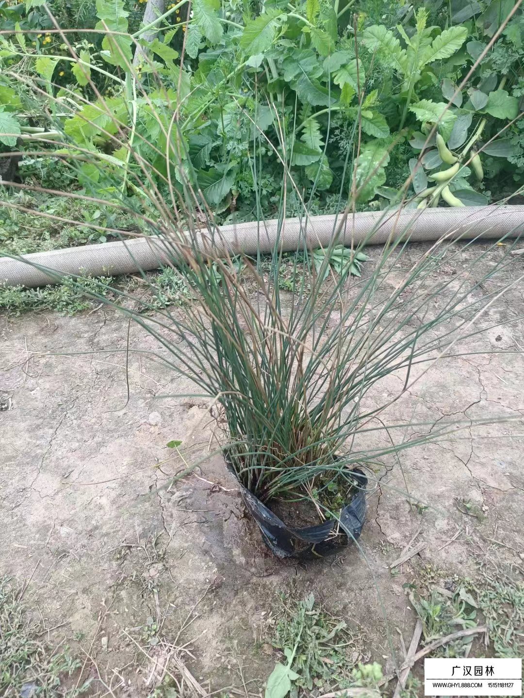 燈心草