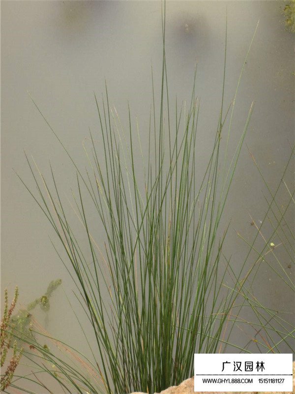 燈心草