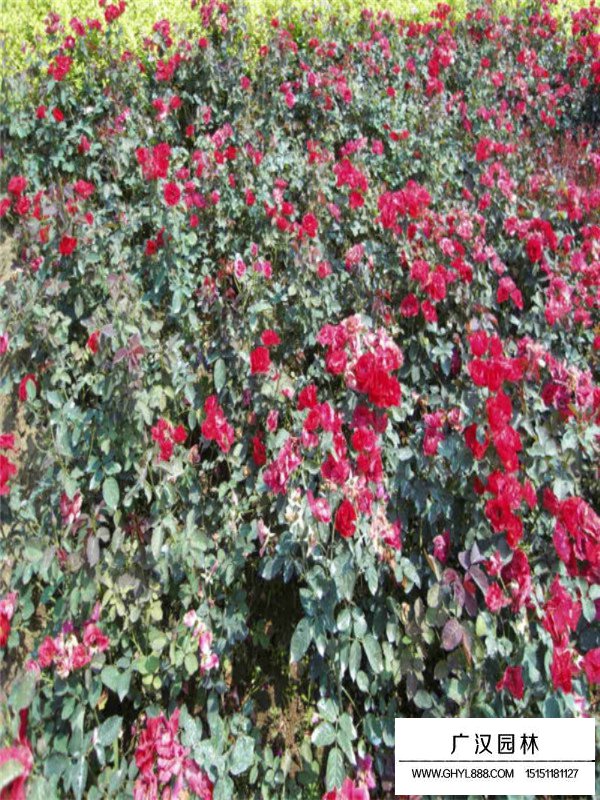 紅帽月季