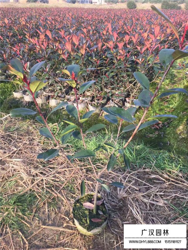 紅頭石楠