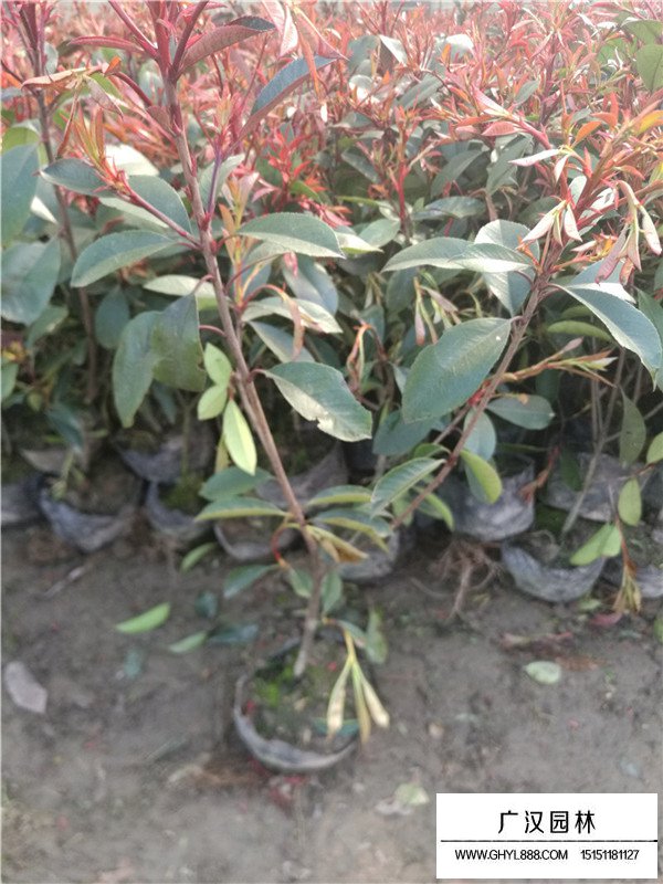紅頭石楠