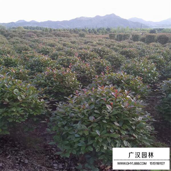 紅頭石楠球