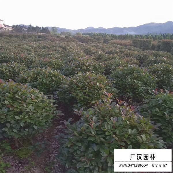 紅頭石楠球