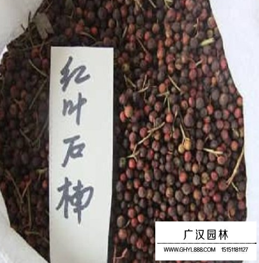 紅葉石楠種子