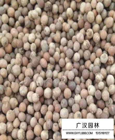 光皮樹種子