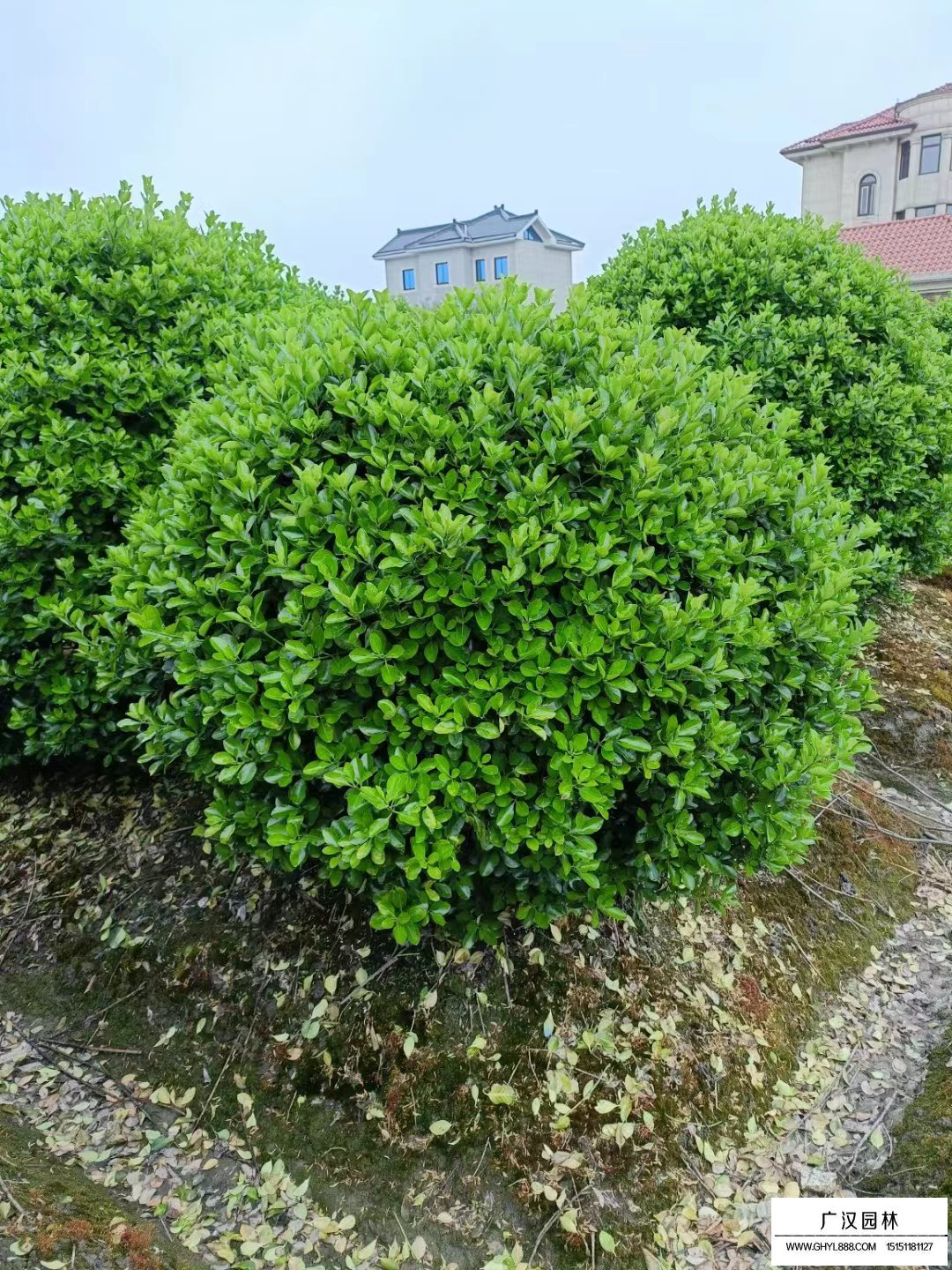 大葉黃楊球