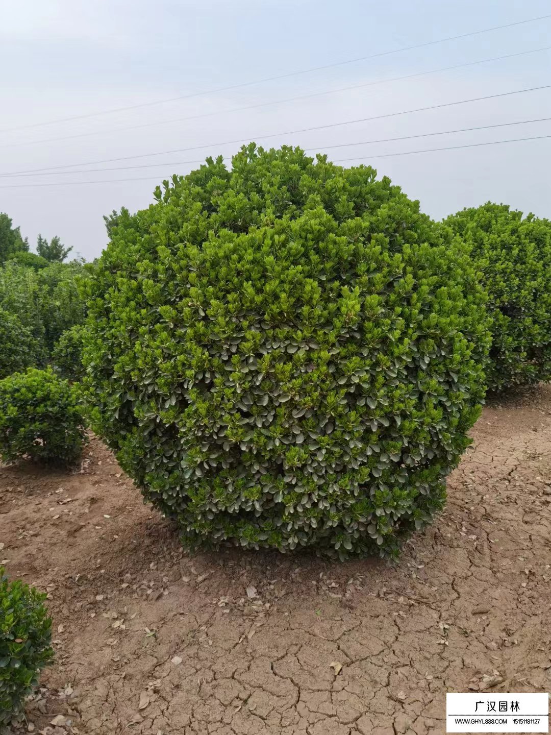 大葉黃楊球