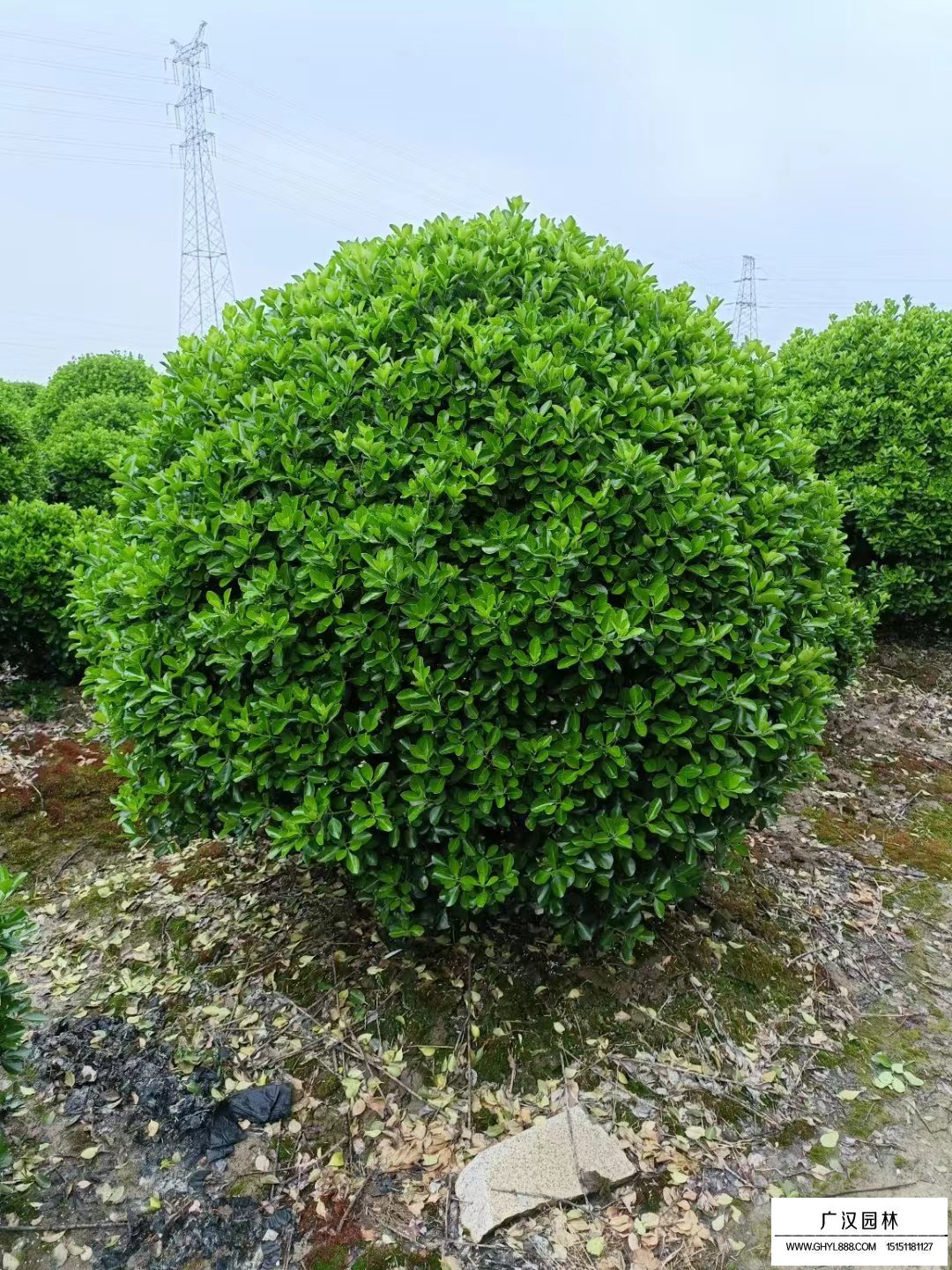 大葉黃楊球