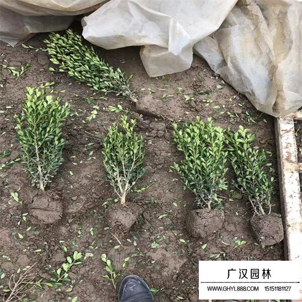 瓜子黃楊