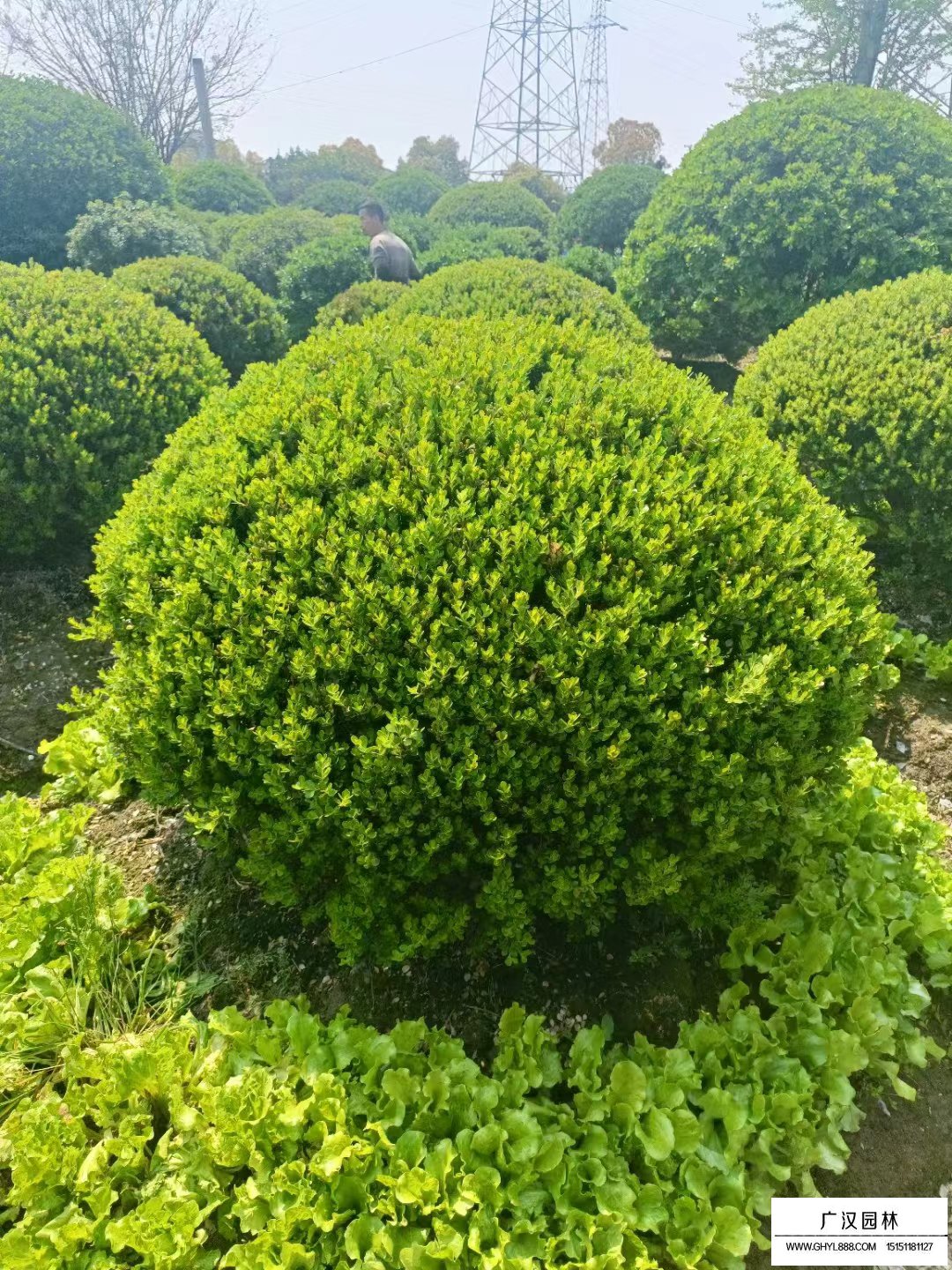 瓜子黃楊球
