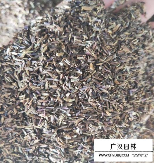 荷蘭菊種子