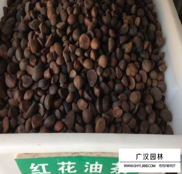 紅花油茶種子