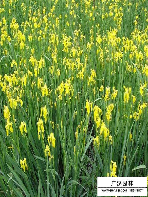 黃菖蒲