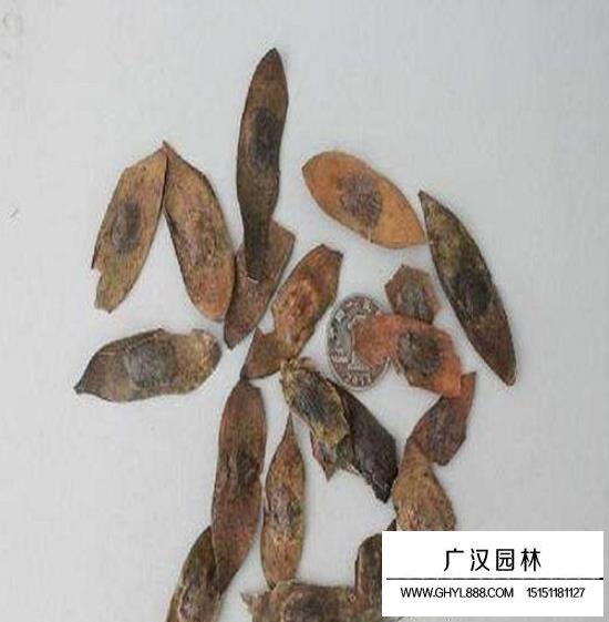 黃花梨種子