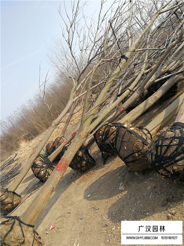 黃山欒樹