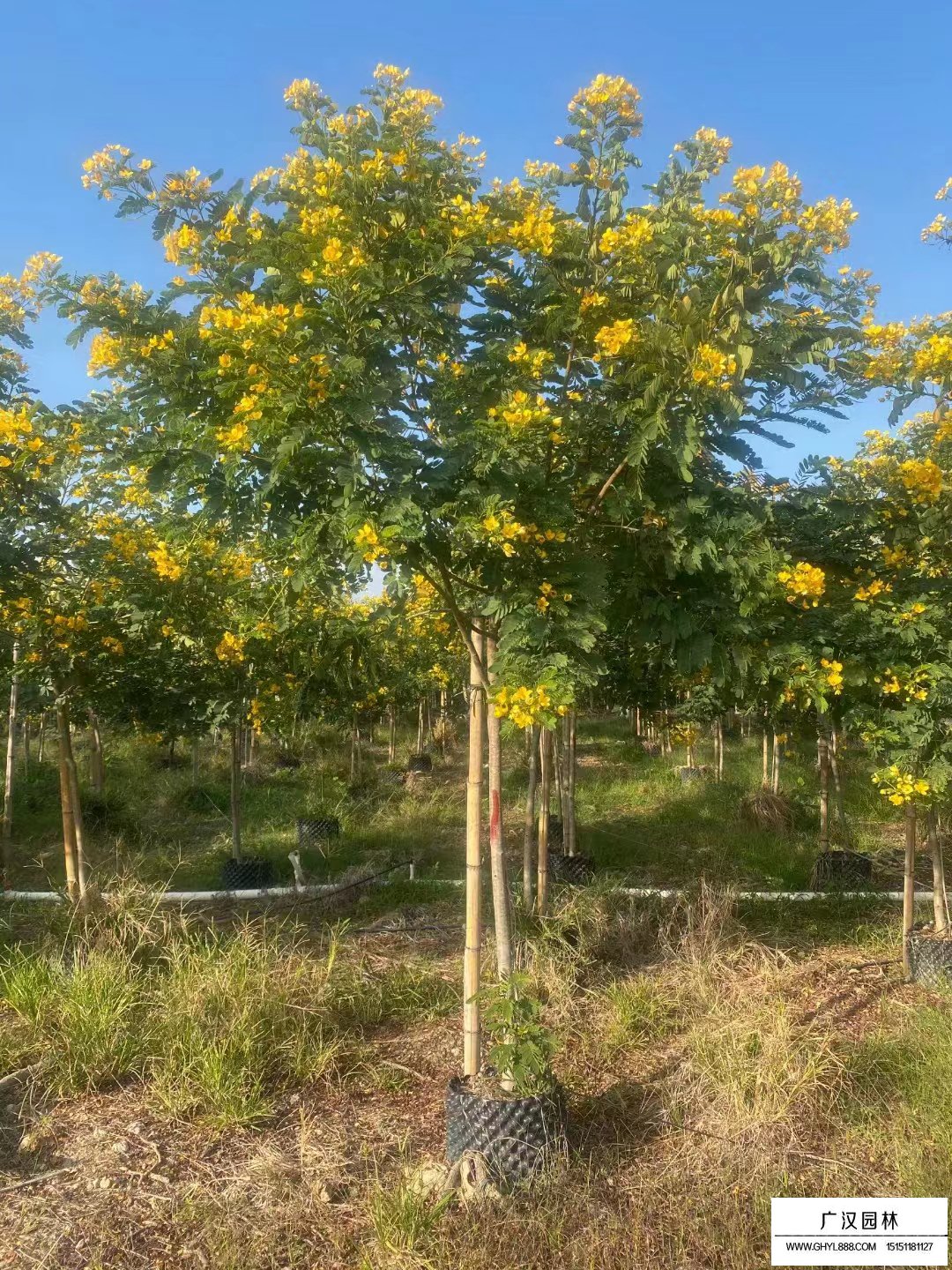 黃花槐